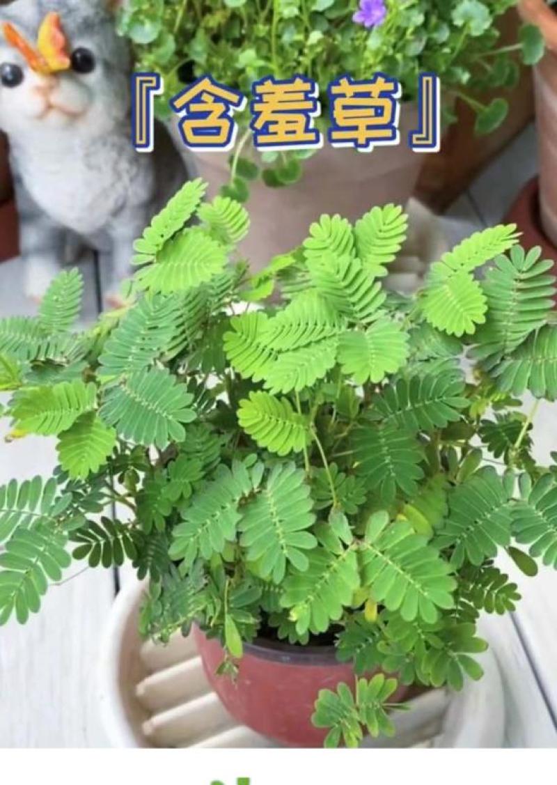 四季含羞草种子种籽小盆栽植物室内绿植草籽草种趣味害羞