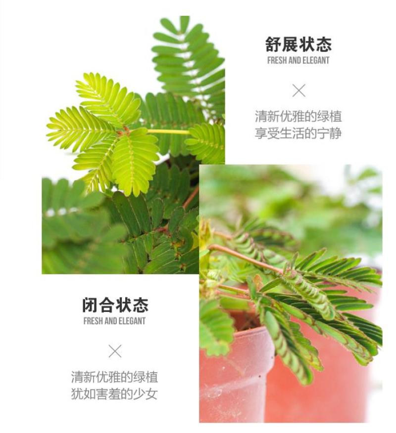 四季含羞草种子种籽小盆栽植物室内绿植草籽草种趣味害羞