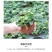 四季含羞草种子种籽小盆栽植物室内绿植草籽草种趣味害羞