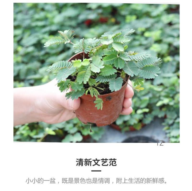 四季含羞草种子种籽小盆栽植物室内绿植草籽草种趣味害羞