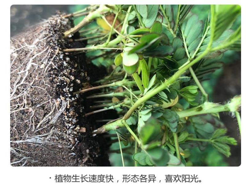 四季含羞草种子种籽小盆栽植物室内绿植草籽草种趣味害羞