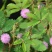 四季含羞草种子种籽小盆栽植物室内绿植草籽草种趣味害羞