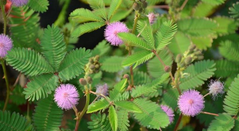 四季含羞草种子种籽小盆栽植物室内绿植草籽草种趣味害羞