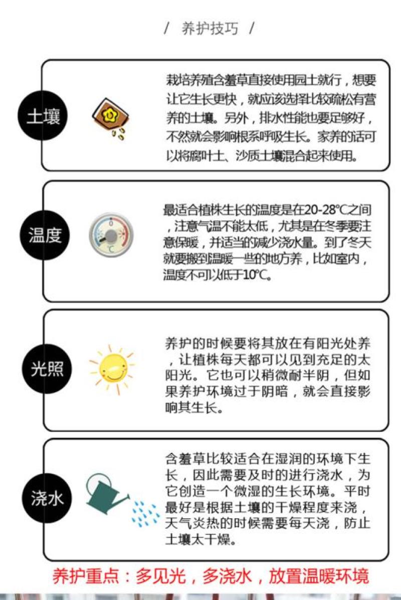 四季含羞草种子种籽小盆栽植物室内绿植草籽草种趣味害羞