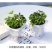 四季含羞草种子种籽小盆栽植物室内绿植草籽草种趣味害羞