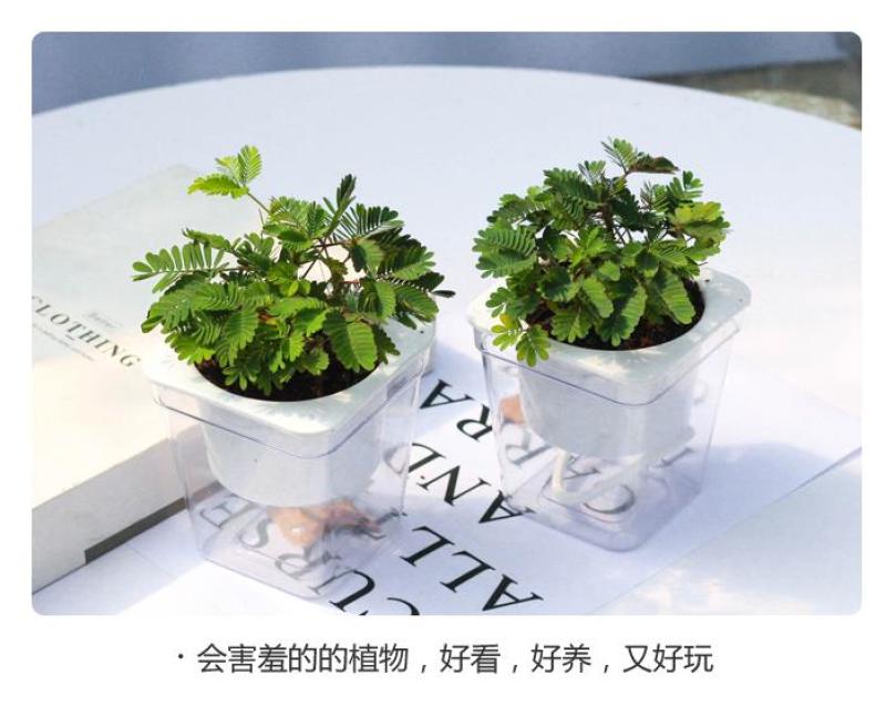 四季含羞草种子种籽小盆栽植物室内绿植草籽草种趣味害羞