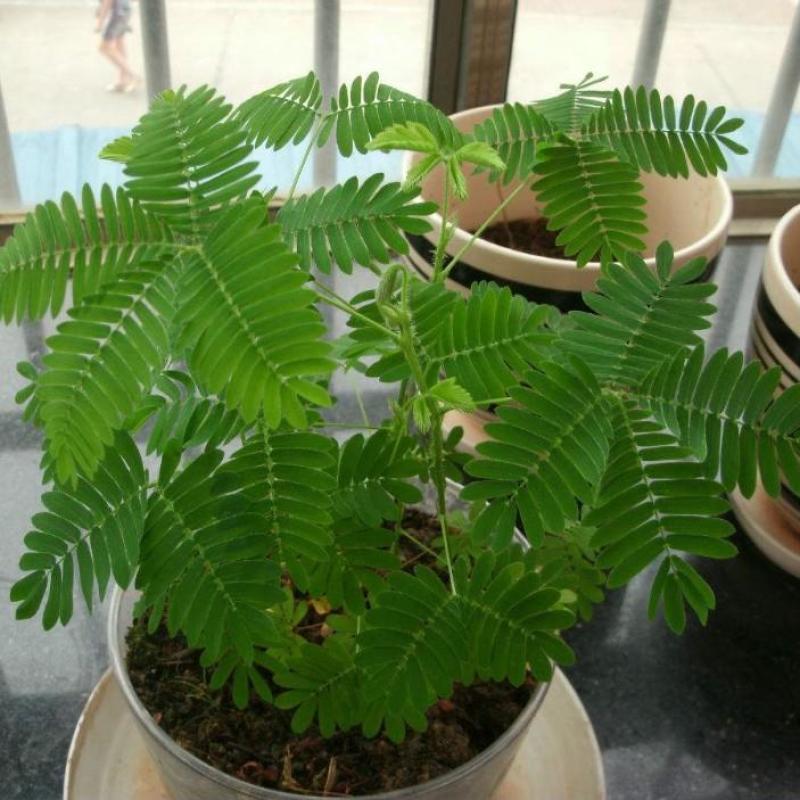 四季含羞草种子种籽小盆栽植物室内绿植草籽草种趣味害羞