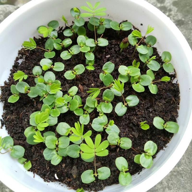 四季含羞草种子种籽小盆栽植物室内绿植草籽草种趣味害羞