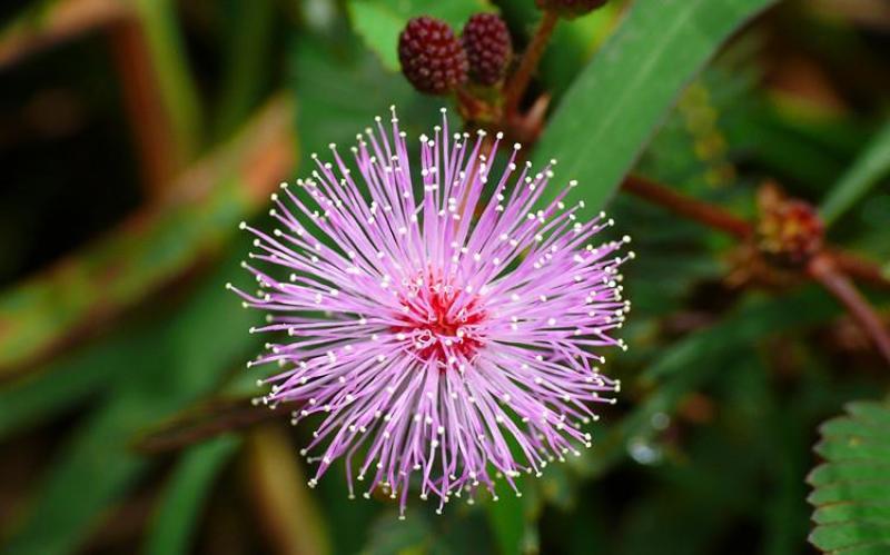四季含羞草种子种籽小盆栽植物室内绿植草籽草种趣味害羞