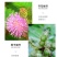 四季含羞草种子种籽小盆栽植物室内绿植草籽草种趣味害羞