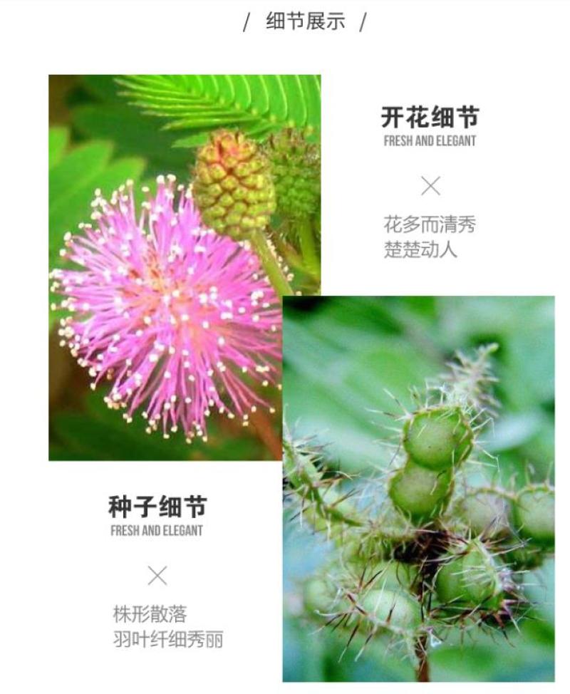 四季含羞草种子种籽小盆栽植物室内绿植草籽草种趣味害羞