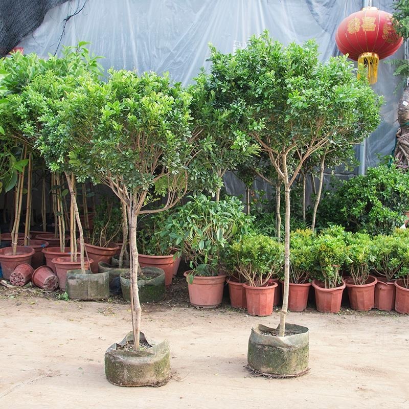 大小规格独杆棒棒糖米兰室外香味植物盆栽米兰花苗盆栽