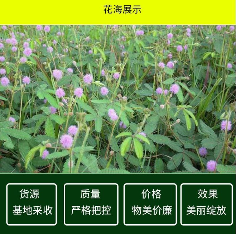含羞草种子盆栽办公桌面室内阳台绿植儿童观察害羞草日记学生