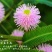 含羞草种子盆栽办公桌面室内阳台绿植儿童观察害羞草日记学生