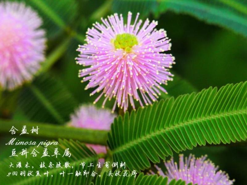 含羞草种子盆栽办公桌面室内阳台绿植儿童观察害羞草日记学生