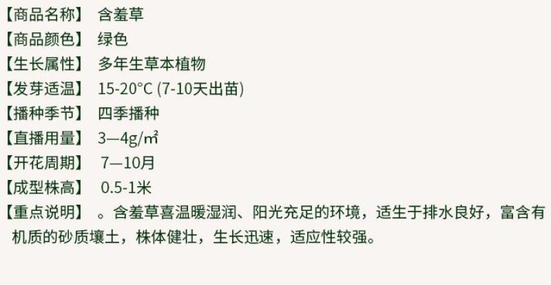 含羞草种子盆栽办公桌面室内阳台绿植儿童观察害羞草日记学生