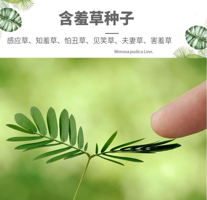 含羞草种子盆栽办公桌面室内阳台绿植儿童观察害羞草日记学生