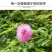 含羞草种子盆栽办公桌面室内阳台绿植儿童观察害羞草日记学生
