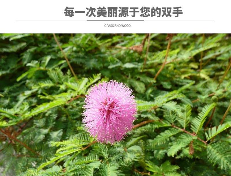 含羞草种子盆栽办公桌面室内阳台绿植儿童观察害羞草日记学生