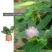 含羞草种子盆栽办公桌面室内阳台绿植儿童观察害羞草日记学生