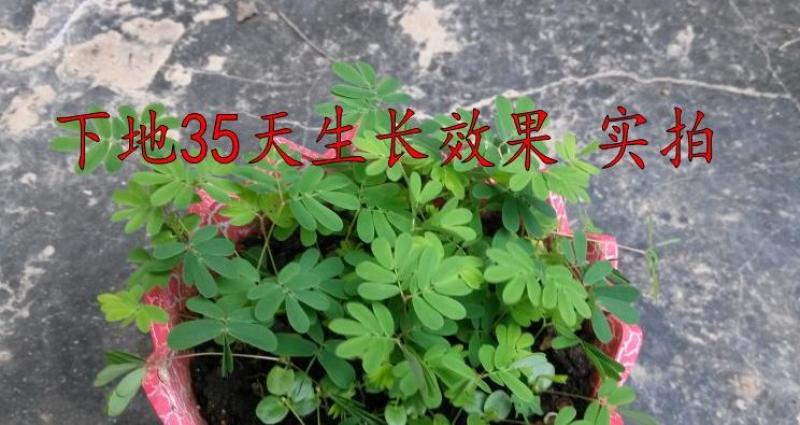 含羞草种子盆栽办公桌面室内阳台绿植儿童观察害羞草日记学生