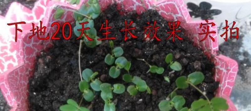 含羞草种子盆栽办公桌面室内阳台绿植儿童观察害羞草日记学生