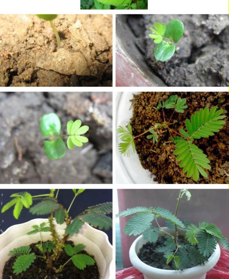 含羞草种子盆栽办公桌面室内阳台绿植儿童观察害羞草日记学生
