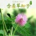 含羞草种子盆栽办公桌面室内阳台绿植儿童观察害羞草日记学生