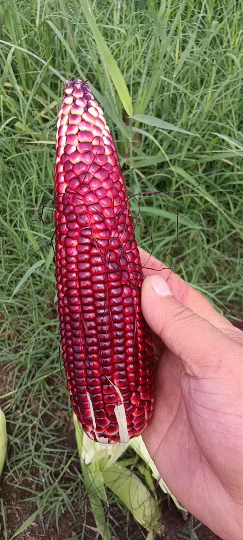 大量黑糯玉米接电商