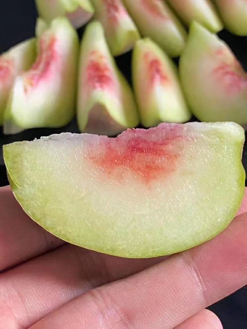 广东鹰嘴桃（大果）一件代发甜度高现摘发货顺丰包邮