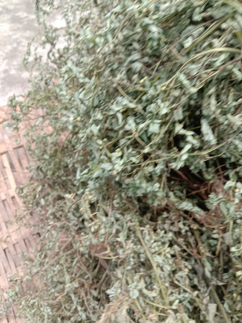 叶下珠，珍珠草，中草药珍珠草，疳积草。春来冬去。