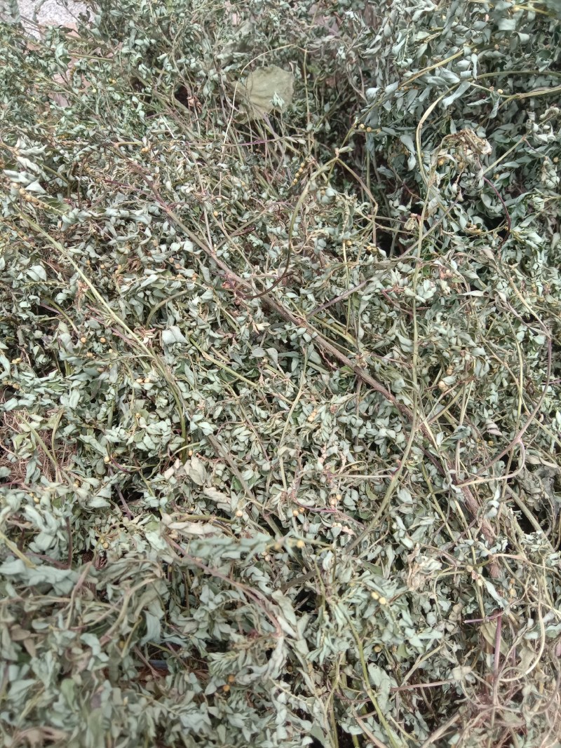 叶下珠，珍珠草，中草药珍珠草，疳积草。春来冬去。