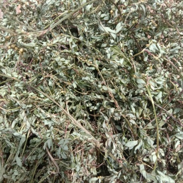 叶下珠，珍珠草，中草药珍珠草，疳积草。春来冬去。