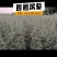 四翅滨藜树苗一年生四翅滨藜一手货源