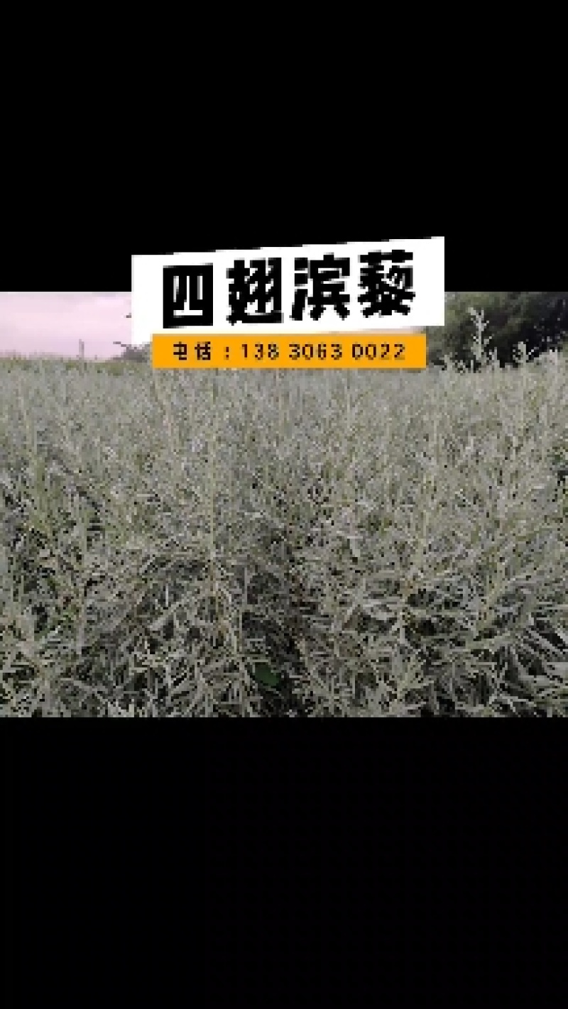 四翅滨藜树苗一年生四翅滨藜一手货源