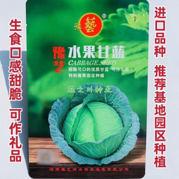 豫艺水果甘蓝种子口感甜脆扁圆形包菜种子莲花白种子扁包菜