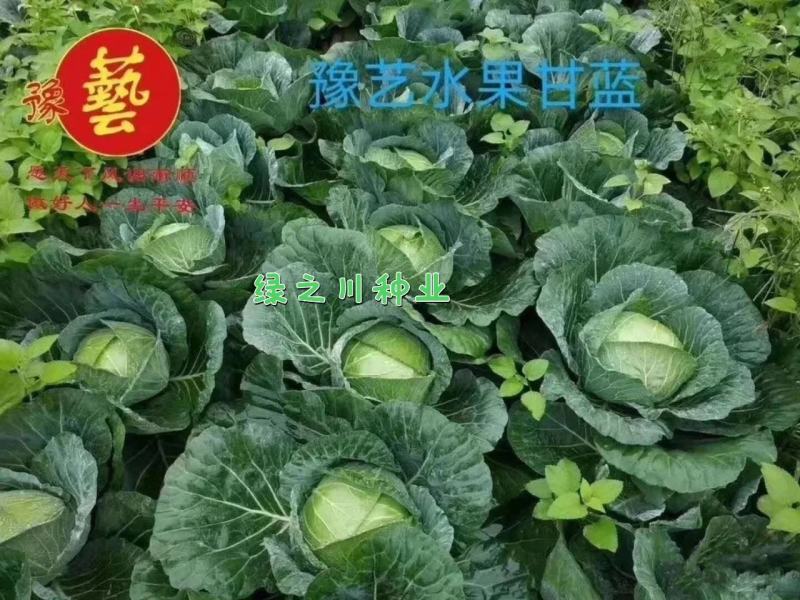 豫艺水果甘蓝种子口感甜脆扁圆形包菜种子莲花白种子扁包菜