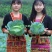 豫艺水果甘蓝种子口感甜脆扁圆形包菜种子莲花白种子扁包菜