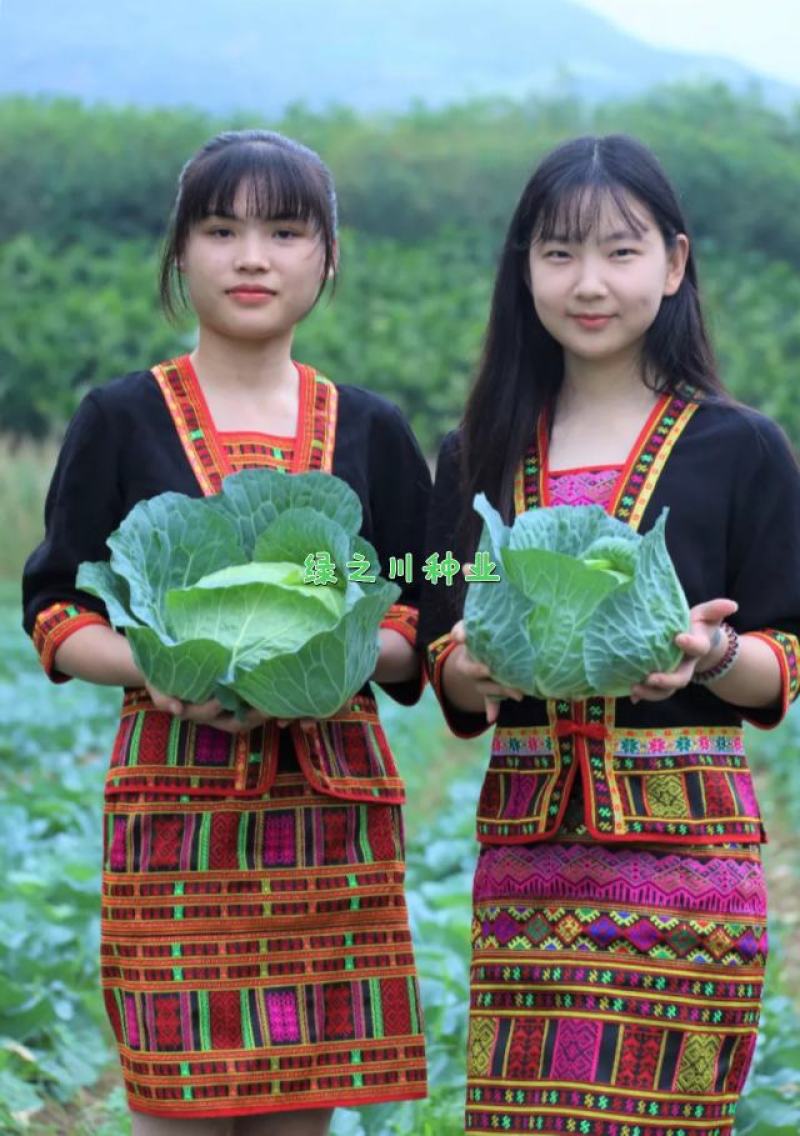 豫艺水果甘蓝种子口感甜脆扁圆形包菜种子莲花白种子扁包菜