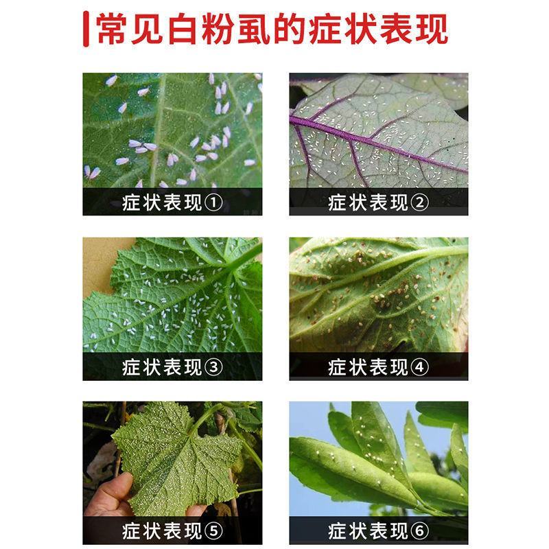 烯啶虫胺飞虱粉虱西红柿辣椒茄子黄瓜粉虱杀虫剂