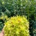 铁皮石斛花2021新花干花鼓槌石斛花500克批发