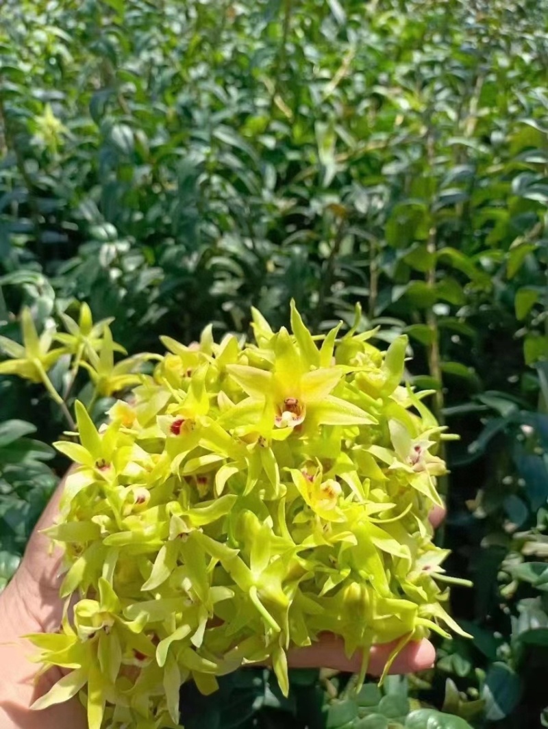 铁皮石斛花2021新花干花鼓槌石斛花500克批发