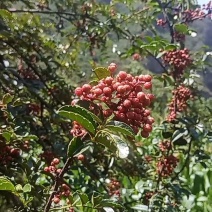 川藏高原花椒