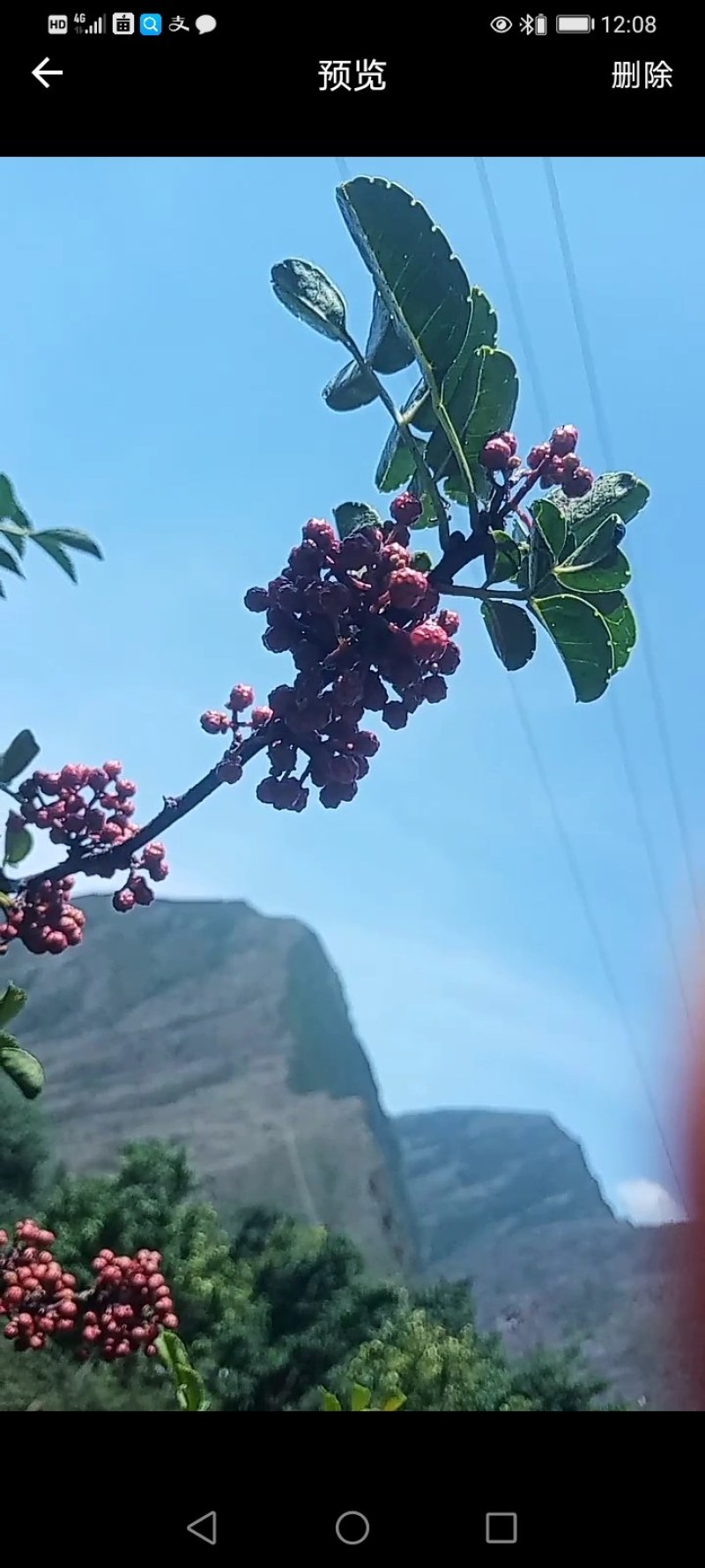 川藏高原花椒