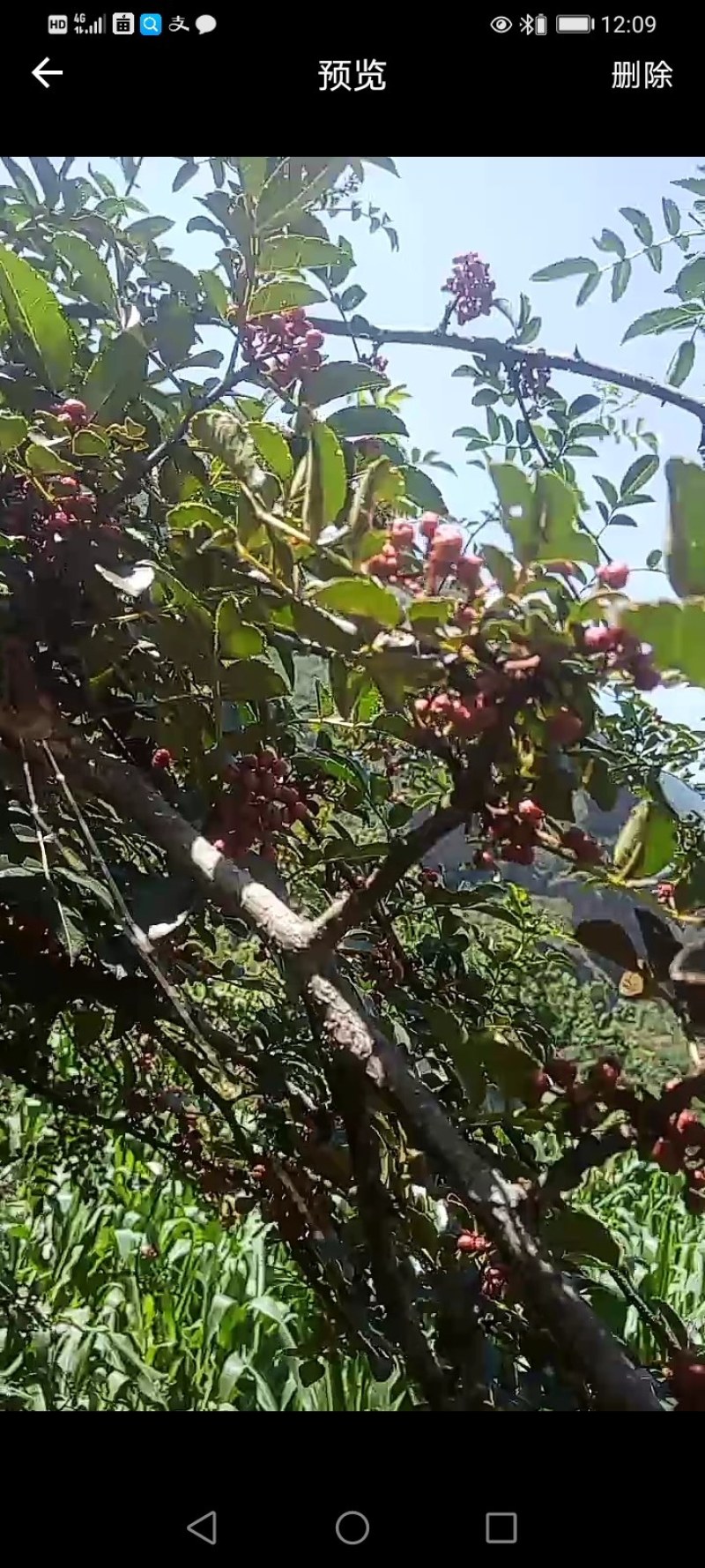 川藏高原花椒