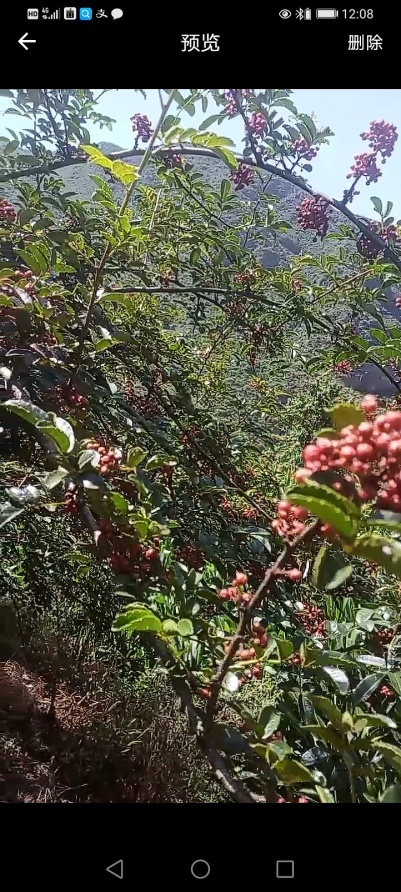 川藏高原花椒