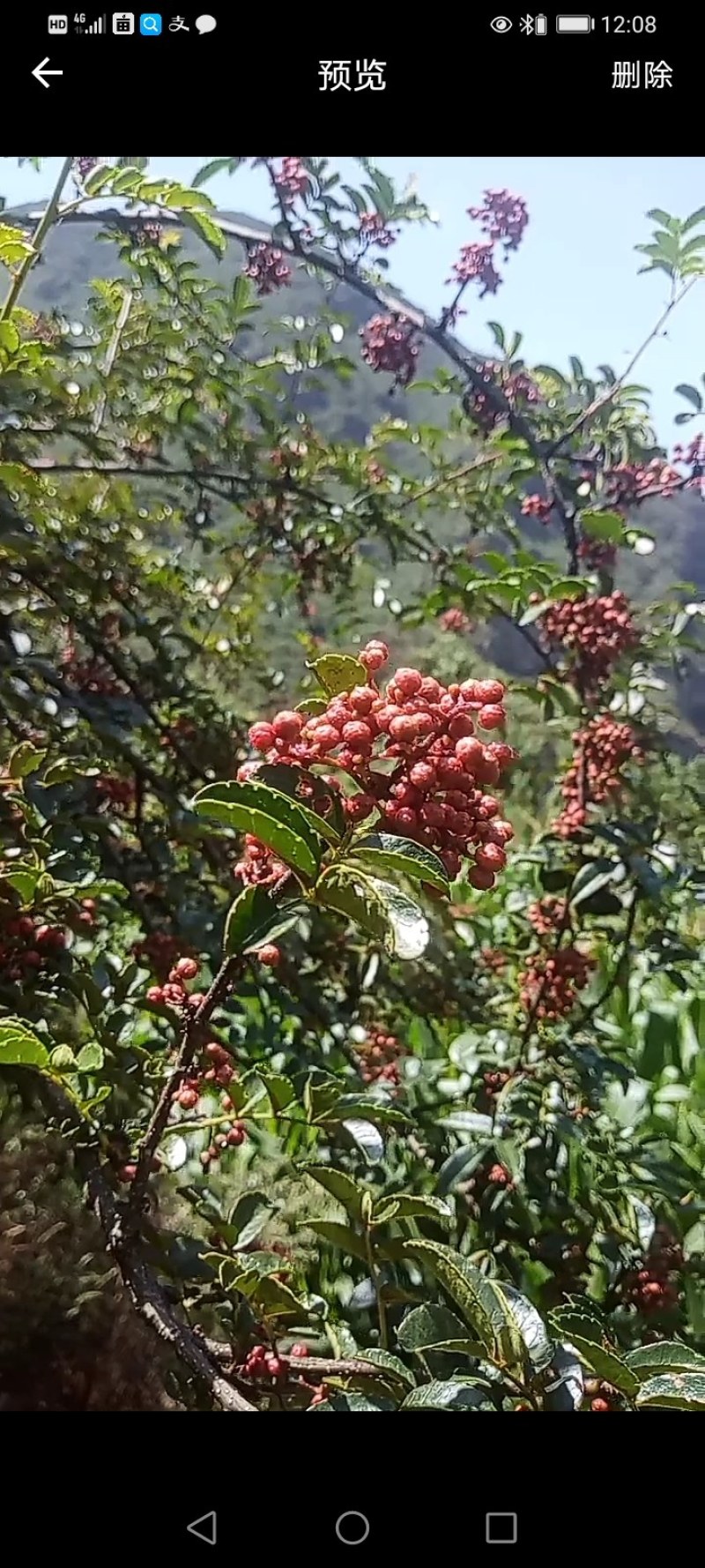 川藏高原花椒