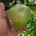 河北精品皇冠梨，产地直供，皮薄多汁大量上市，欢迎致电