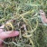 小叶化石草（肾精茶、猫须草）人工精选