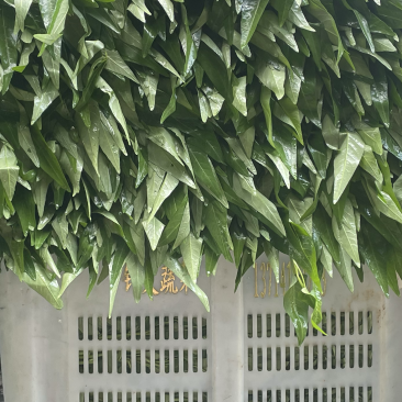 广东精品空心菜大量上市产地直发欢迎各位电商老板抢购